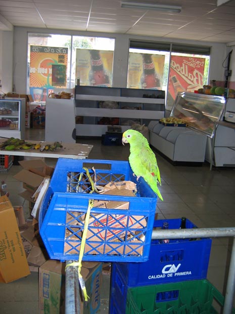 04.parrot