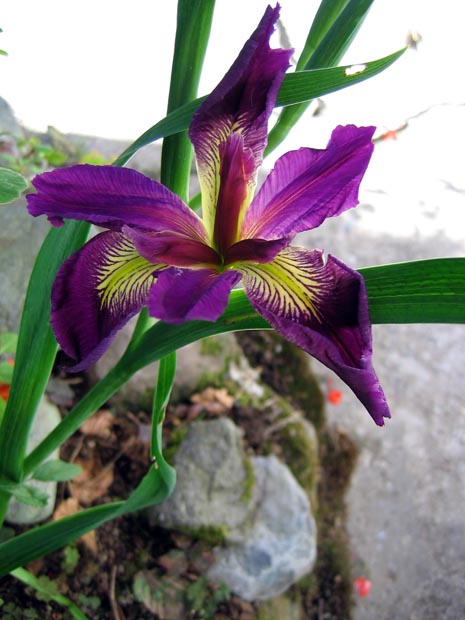 18.rare_orchid