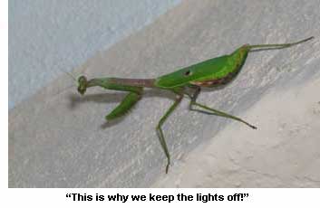 mantis