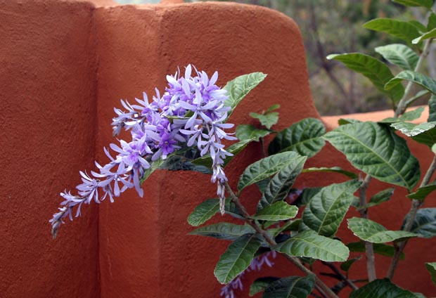 10.purple_plant