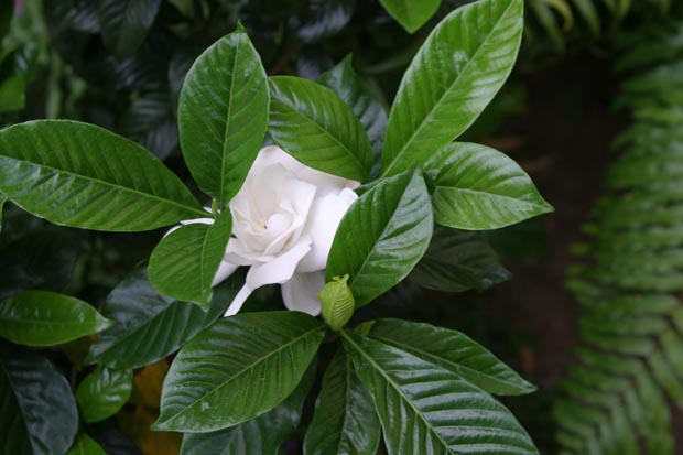 14.gardenia