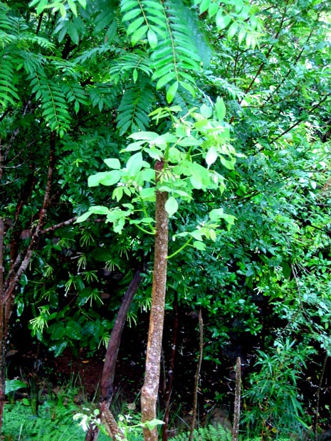 15.new_growth