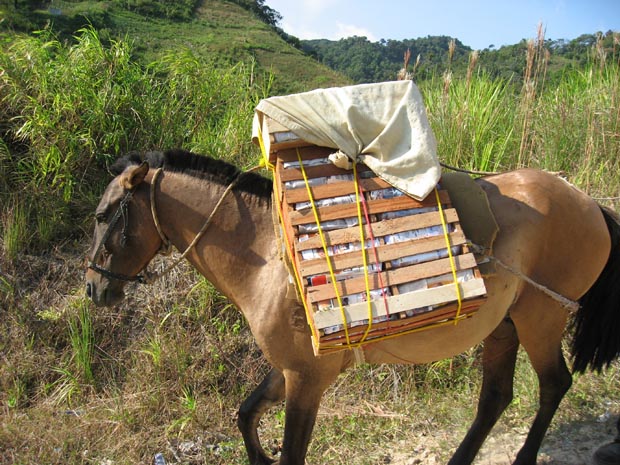 23.tomatoes_horse