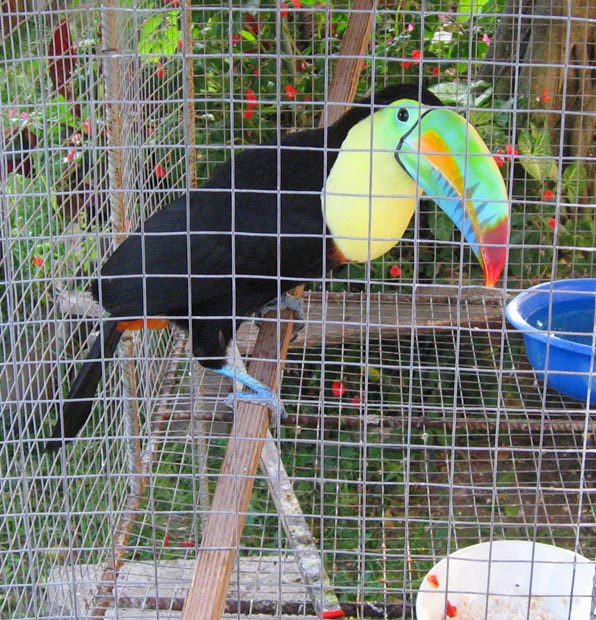 26.el_valle_toucan